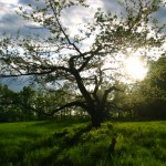 24Mai2006_Verger_en_fleur 021