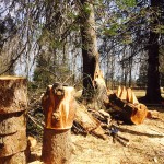 P_2018,LucPelletier,photoALC, RURART,LR