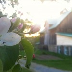 RURART – Veger en fleur mai