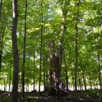 RURART – ÉTÉ 2013